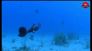 Кто такие Аммониты