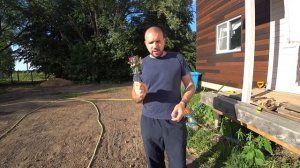 Сеем самую лучшую газонную траву - мятлик. Просто Константиновы.