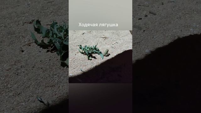 ходячая лягушка .mp4