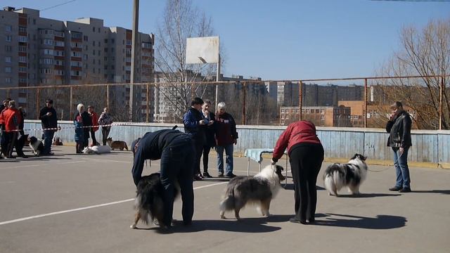 Колли на выводке смотреть онлайн