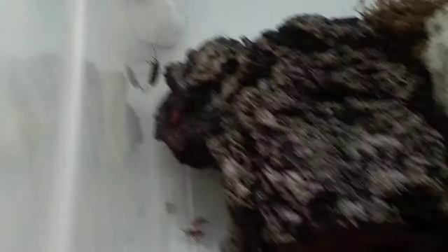 Клопы солдатики и опять новый терариум смотреть онлайн
