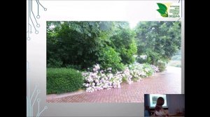 Красивая дача. Декоративные деревья и кустарники