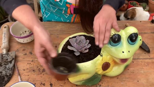 Trasplantando nuevas suculentas 😍 y tengo un mueble nuevo para poner más plantas 🥳 смотреть онлайн