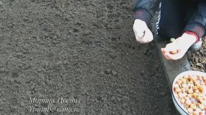 СУПЕР СПОСОБ посадки ЛУКА НА ПЕРО в грунт весной. 2 СПОСОБА