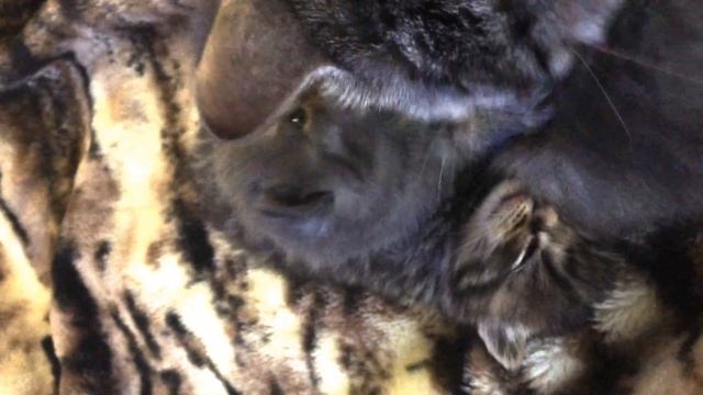 Кошка облизывает котят / шотландские вислоухие 2 недели / кошка скоттиш страйт и папа скоттиш фолд смотреть онлайн