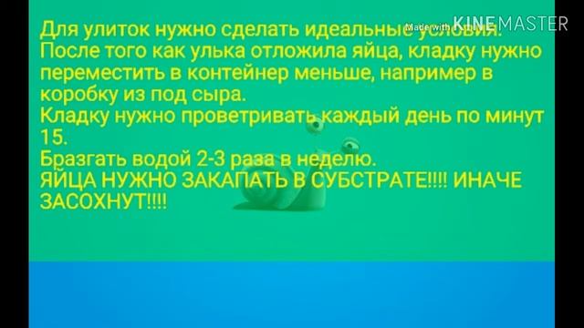 Уход за кладкой/ яйцами караколусов.
