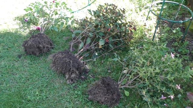 Мой сад - Фуксии (осень 2022) смотреть онлайн