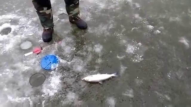 Рыбалка в СГ 08.12.2019г. 1 смотреть онлайн
