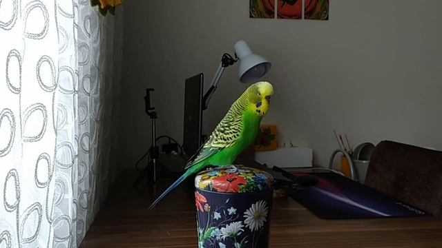 Самый Разговорчивый Волнистый Попугайчик #говорящийпопугай #попугай #короткиевидео #shorts смотреть онлайн