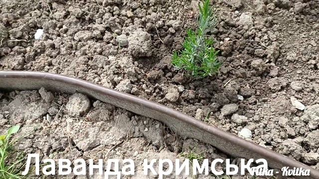 Розширення міксбордера Посадка хвойних ?гортензій? барбарисів смотреть онлайн