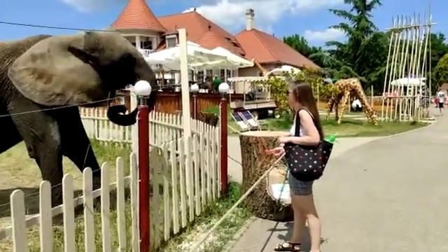 Слоны кушают морковь смотреть онлайн
