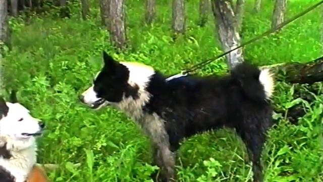 дети Шороха Буян и Барсук смотреть онлайн
