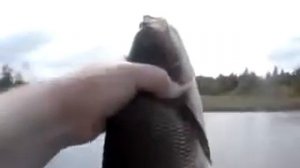 Купить малька  и крупную рыбу моей мечты Язь для зарыбления пруда