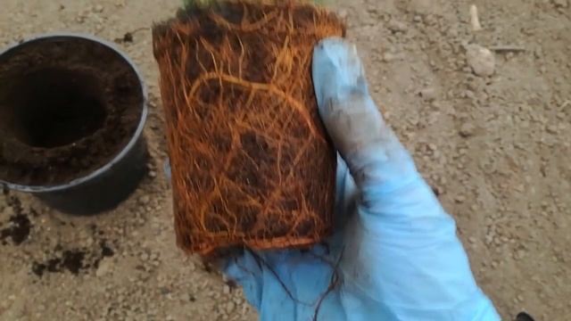 Пересадка ели. Коника. Ель из супермаркета зимой смотреть онлайн