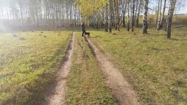 Прогулка с кане-корсо 5 месяцев. смотреть онлайн