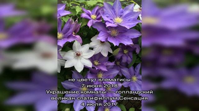 Красивый дачный цветок — клематис (видео) смотреть онлайн