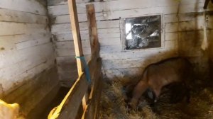 Мои козы_ Ждем  окот Шишка у козы_ Будем лечить..