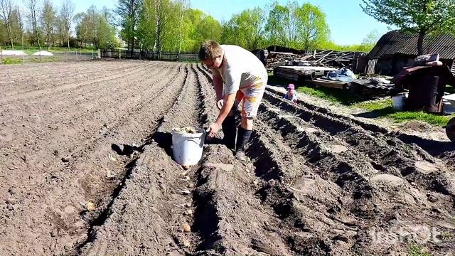 В 2021 сажаем картошку конем и под плуг. Как в прошлые времена. Белорусская деревня. смотреть онлайн
