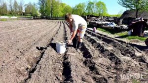 В 2021 сажаем картошку конем и под плуг. Как в прошлые времена. Белорусская деревня.