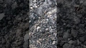 Морковь и свеклу садим на одну грядку