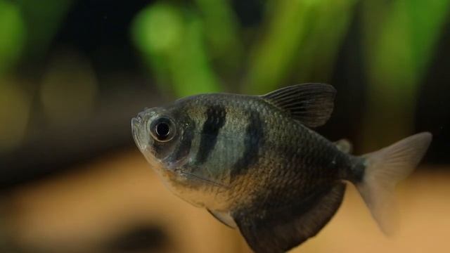 Black Skirt Tetra Fish & Bristlenose Pleco Tank Update смотреть онлайн