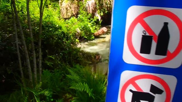 ? УНИКАЛЬНЫЕ ИСТОЧНИКИ ФЛОРИДЫ ? Juniper Springs Florida USA 24.06.2019 смотреть онлайн