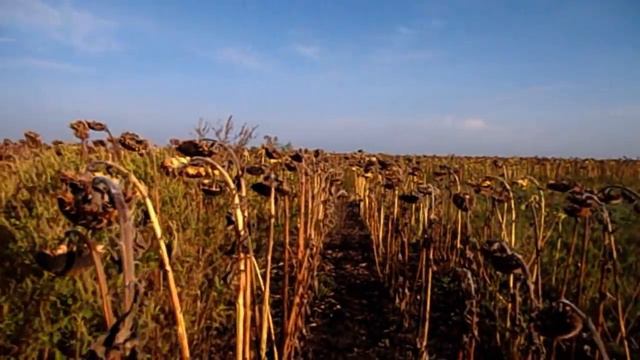 САМВЕЛУ СТАЛО ПЛОХО ПОСЛЕ СПЕКТАКЛЯ. ГРЯЗНО ПОШУТИЛ НАД СЕРгеевым смотреть онлайн