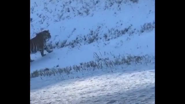 Амурский тигр 2020 смотреть онлайн