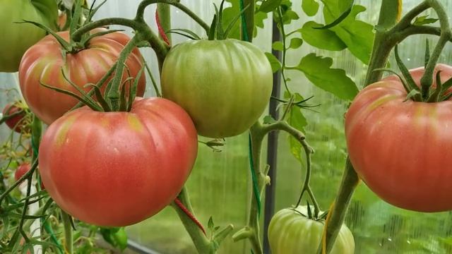 Томат Минусинский яблочный. ВКУСНЕЙШИЕ ПОМИДОРЫ! смотреть онлайн