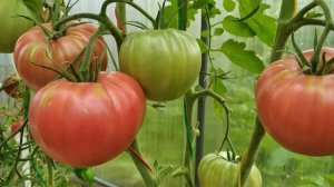 Томат Минусинский яблочный. ВКУСНЕЙШИЕ ПОМИДОРЫ!