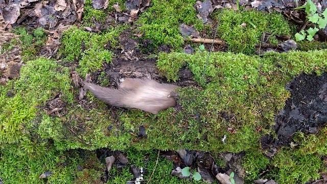 Хорёк Зоя в лесу смотреть онлайн