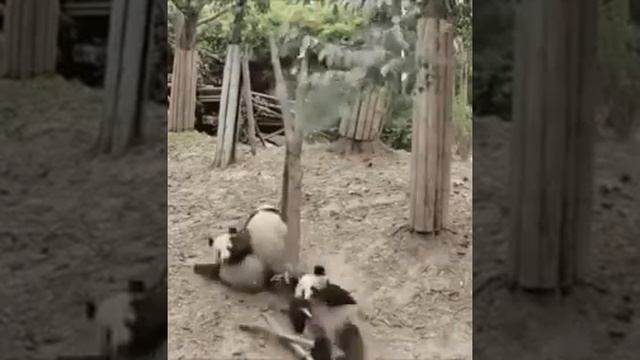 Why pandas are endangered смотреть онлайн