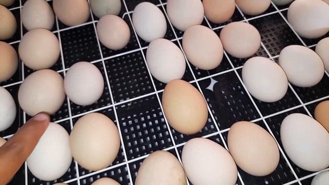 Проветриваю яйца в инкубаторе?❗Купил яйца ухейилюй ? смотреть онлайн