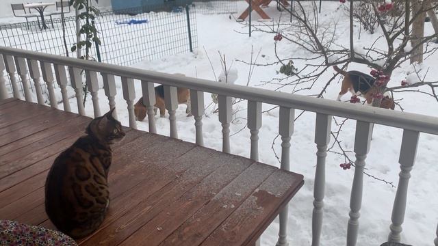 бигли и бенгальская кошка