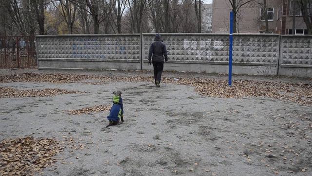 Дрессировка питбуля Санты, 3 мес смотреть онлайн