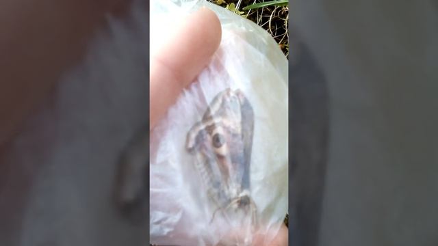 Павлиноглазка малая смотреть онлайн