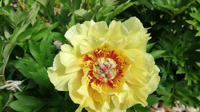 Пион Ито-гибрид Гарден Треже .Garden Treasure.(Жёлтое сокровище) смотреть онлайн