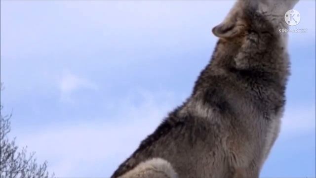 Волк упал в яму, его спас лесник. Через год волк снова позвал мужчину к той самой яме…