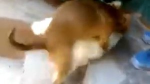 35Собака хочет кошку mp4