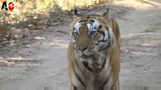 tiger roar vs lion roar || ANIMALS CRUASH смотреть онлайн