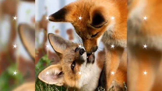 С Днем влюбленных!/Нежное поздравление/красивая музыка смотреть онлайн