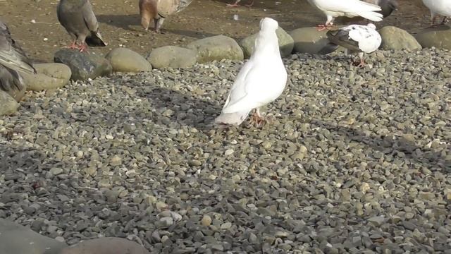 Ремонтный Мастер