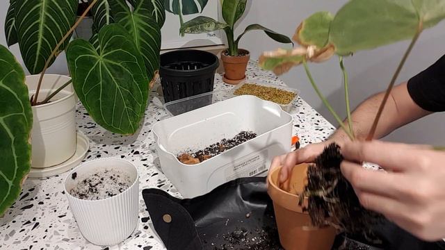 Repotting experiment - Anthurium crystallinum (terracotta vs net pot) смотреть онлайн