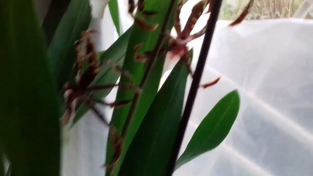 Наши новые камбрии смотреть онлайн