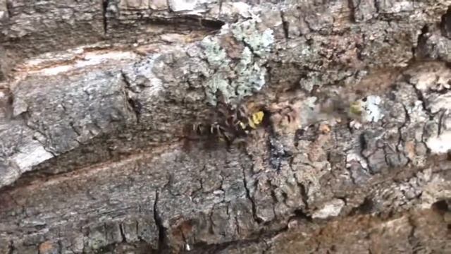 Жуки 001 полосатые;) смотреть онлайн