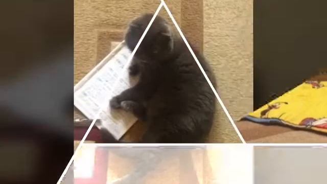 Фотосессия с котом ? смотреть онлайн