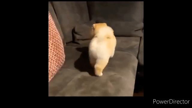 Собачий вальс - " Шпицы " !!!@♡♡♡♡♡♡ смотреть онлайн