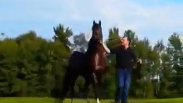 Красивый лошадь смотреть онлайн