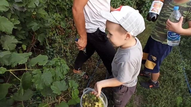 Виноград Алешенькин срываем полакомиться для племяшек 2019 год смотреть онлайн