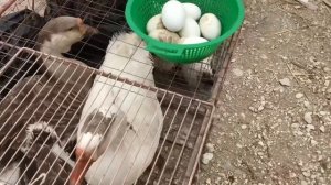 Рынок Манас Дагестан. Манаская ярмарка,вы будете восторге!!!